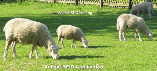 应用RFID动物-解决方案RFID问题bétail
