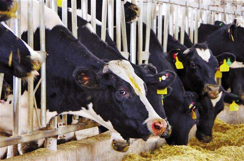 RFID在养殖业的应用之一:监测养牛的生长周期