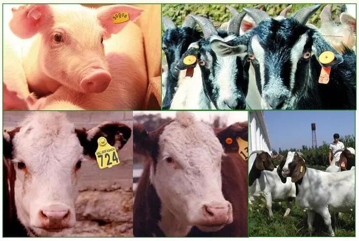 Centro de China para el Control y la Prevención de Enfermedades Animales: Fortalecimiento del piloto de marcas auriculares electrónicas para el ganado