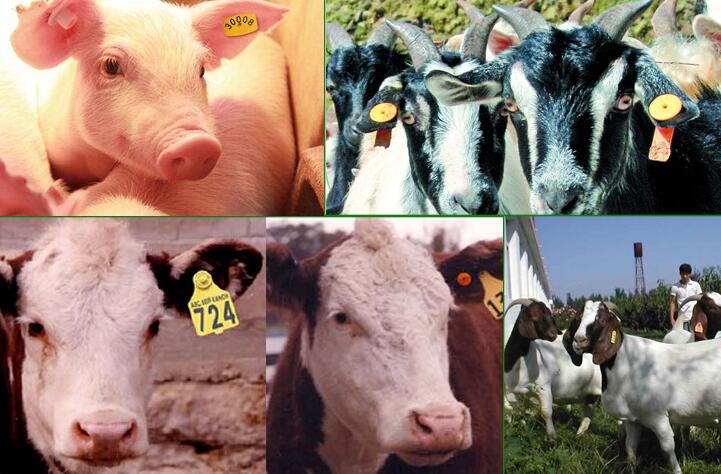应用d ' étiquettes RFID pour animaux dans l ' élevage